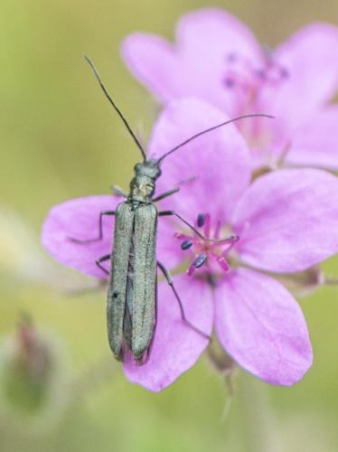 Réf. 281 733 : Oedemera sp.