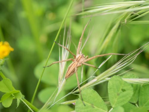 Réf. 281 735 : Pisaura mirabilis