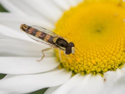 Réf. 281 737 : Sphaerophoria scripta