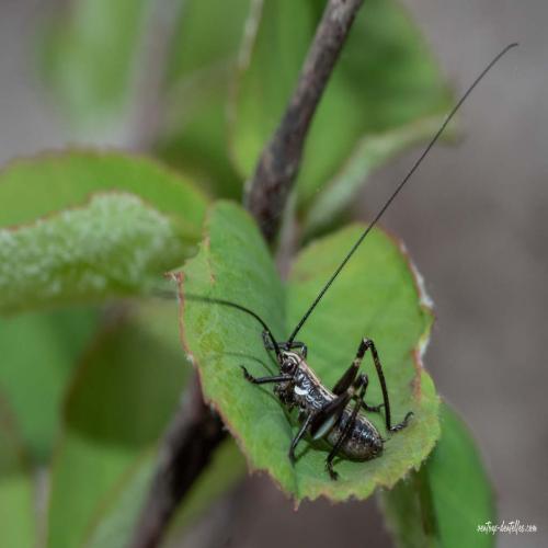 Réf. 281 252 : Tettigoniinae inconnu