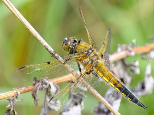 Réf. 281 345 : Libellula quadrimaculata