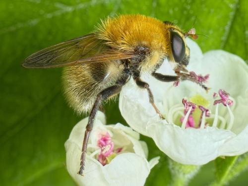 Réf. 281 601 : Criorhina berberina