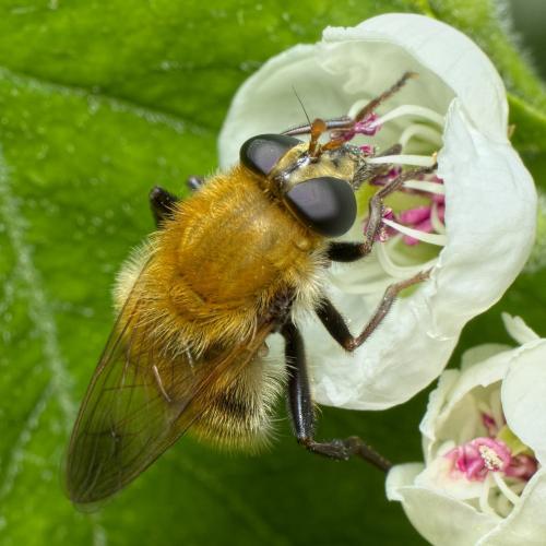 Réf. 281 602 : Criorhina berberina