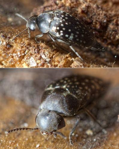 Curtimorda maculosa