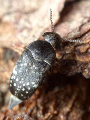 Curtimorda maculosa
