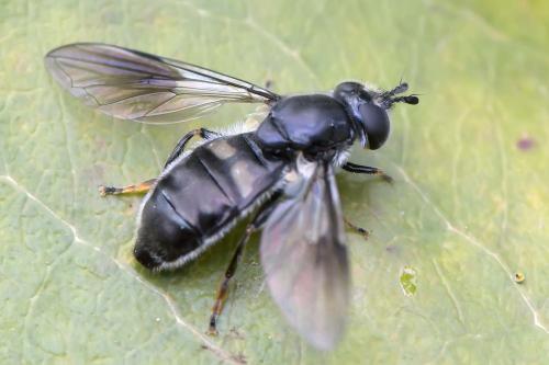 Réf. 281 383 : Pipiza noctiluca