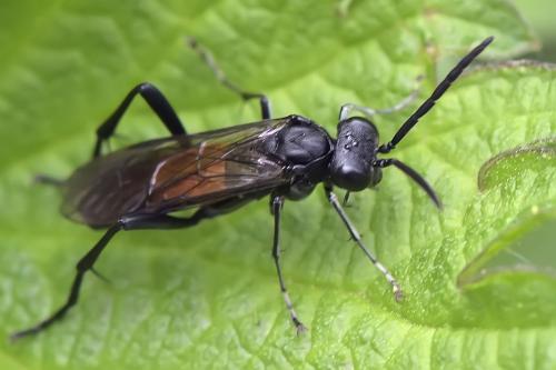 Réf. 281 421 : Macrophya annulata