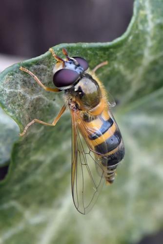 Réf. 281 387 : Epistrophe eligans