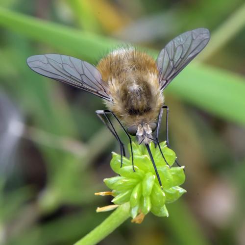 Réf. 281 385 : Bombylius sp.