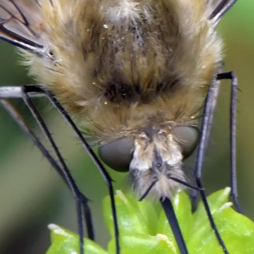 Réf. 281 386 : Bombylius sp.