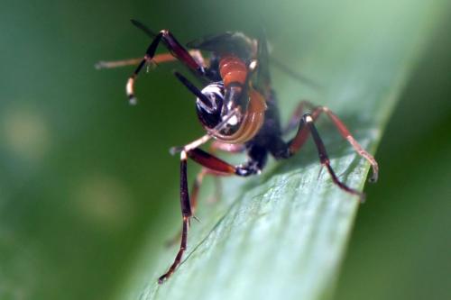 Cryptinae