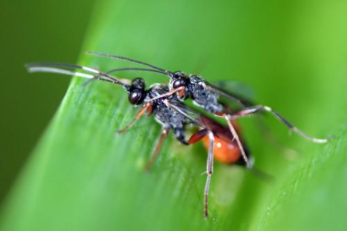 Réf. 281 827 : Cryptinae inconnu