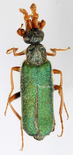 Cerocoma barthelemyi