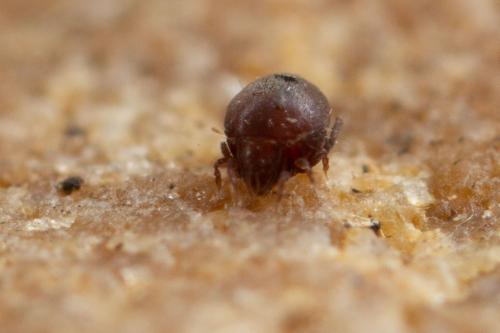 Réf. 281 617 : Zetorchestes falzonii