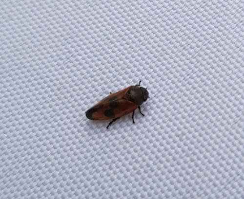 Haematoloma dorsata