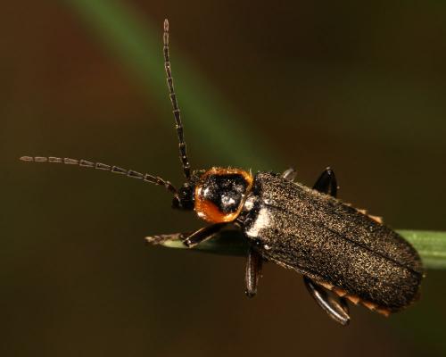 Réf. 281 720 : Cantharis obscura