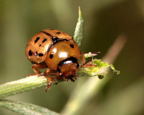 Réf. 281 718 : Gonioctena variabilis
