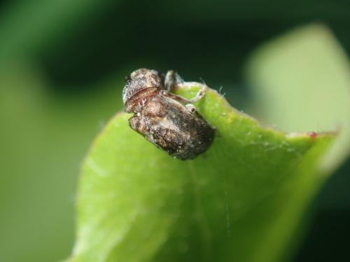 Pseudeuparius centromaculatus