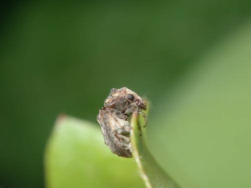 Pseudeuparius centromaculatus