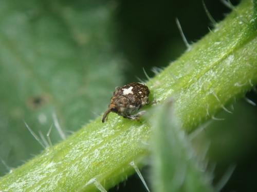 Mogulones sp.