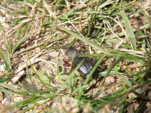 Réf. 281 188 : Iberodorcadion seoanei seoanei