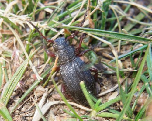 Réf. 281 197 : Iberodorcadion seoanei seoanei
