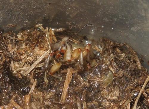 Réf. 281 199 : Iberodorcadion seoanei seoanei