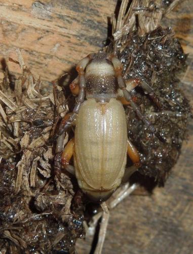 Réf. 281 201 : Iberodorcadion seoanei seoanei
