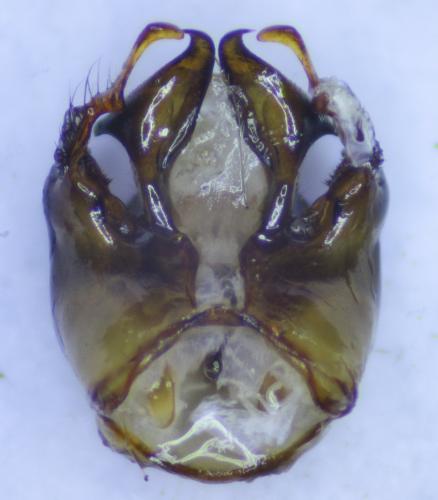 Réf. 281 112 : Eucera sp.