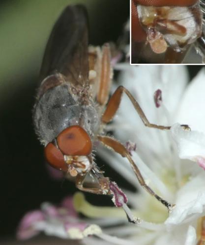 Réf. 281 067 : Brachyopa scutellaris