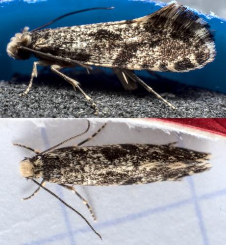 Réf. 281 523 : Nemapogon granella