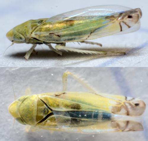 Réf. 281 709 : Zyginella pulchra