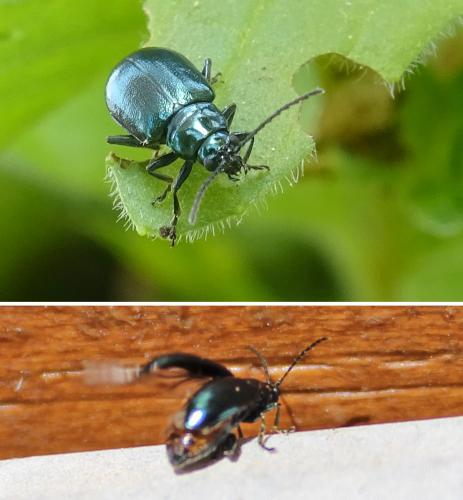 Altica sp.