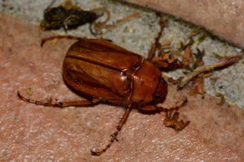 Melolonthinae