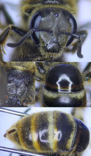 Lasioglossum sp.