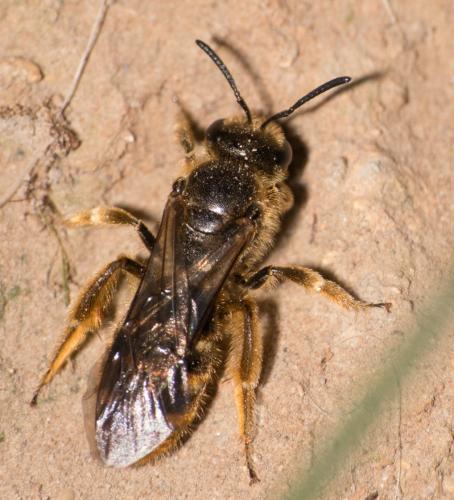 Réf. 281 448 : Lasioglossum sp.