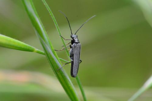 Oedemera sp.
