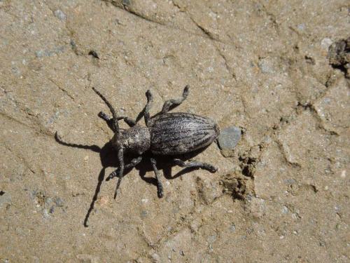 Réf. 281 169 : Iberodorcadion seoanei seoanei