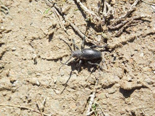 Réf. 281 170 : Iberodorcadion seoanei seoanei