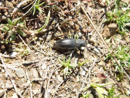 Réf. 281 171 : Iberodorcadion seoanei seoanei