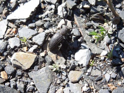 Réf. 281 172 : Iberodorcadion seoanei seoanei
