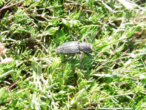 Réf. 281 173 : Iberodorcadion seoanei seoanei