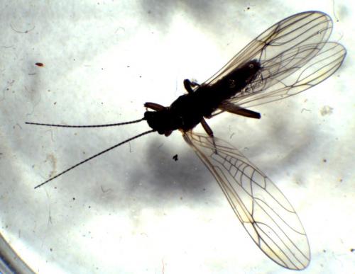Amphinemura triangularis