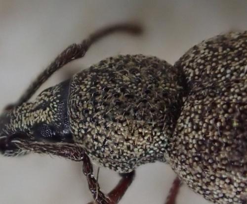 Réf. 281 015 : Otiorhynchus veterator