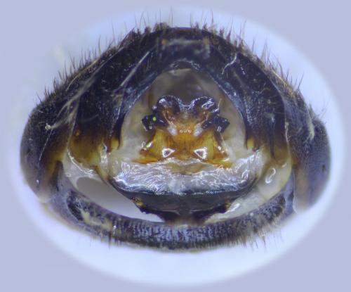 Eucera sp.