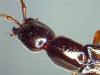 281625 – Photo : Arthropa - Benoit Martha – France (71)