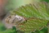 281551 – Photo : Marc Solari – France (68)