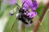 281321 – Photo : Olivier Pouvreau – France (86)