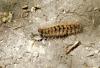 281011 – Photo : Sandor31 – France (31)