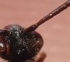 Nomada sp.